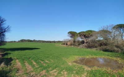 Domaine de Castelfort – Montblanc (34)