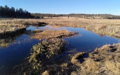 Meryl Creek – Oregon (U.S.A.)